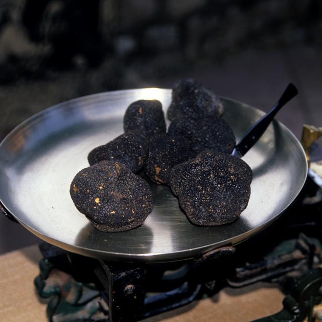 Gastronomie spécialité culinaire or noir truffe du Quercy