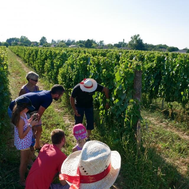 Domaine De Massougné3