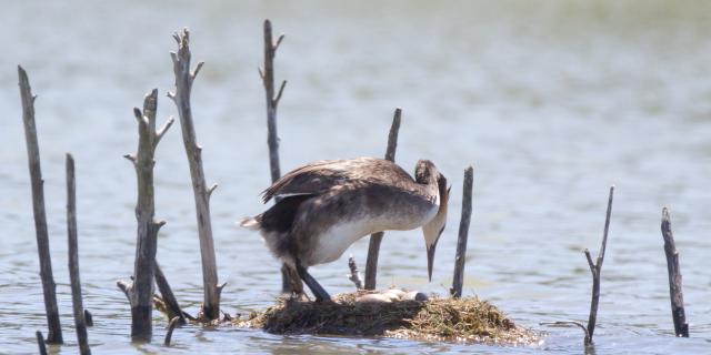 Grèbe Huppé (podiceps Cristatus) Lac De Gravière