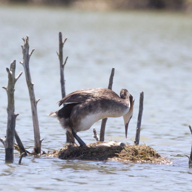 Grèbe Huppé (podiceps Cristatus) Lac De Gravière