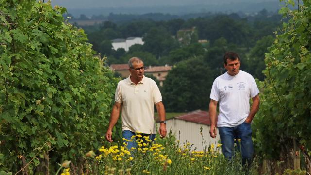 Vins du Brulhois AOP