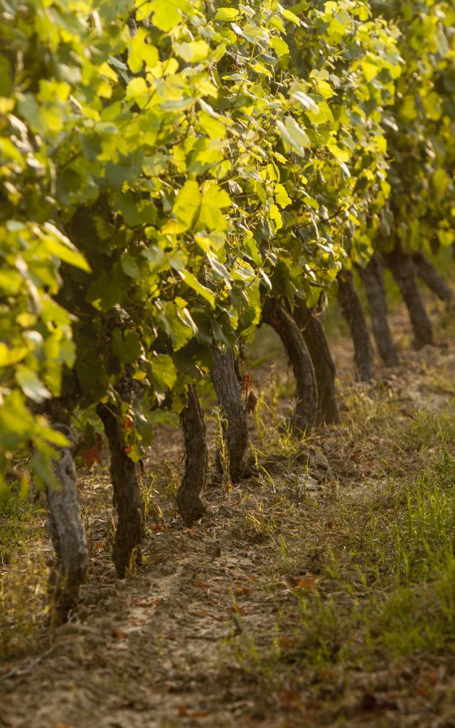 Vignes du Fronton