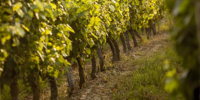 Vignes du Fronton