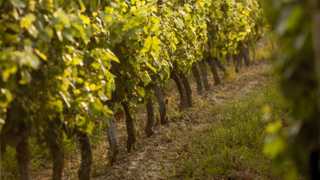 Vignes du Fronton