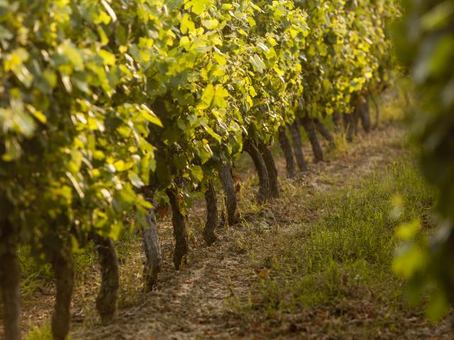 Vignes du Fronton