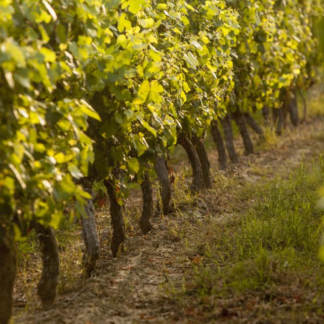 Vignes du Fronton