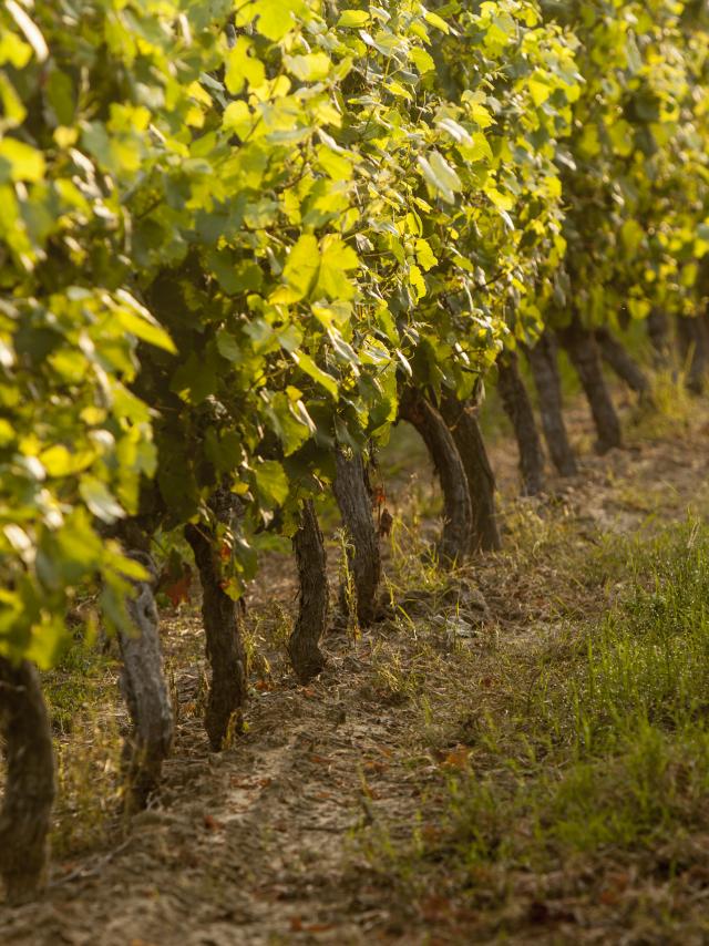 Vignes du Fronton