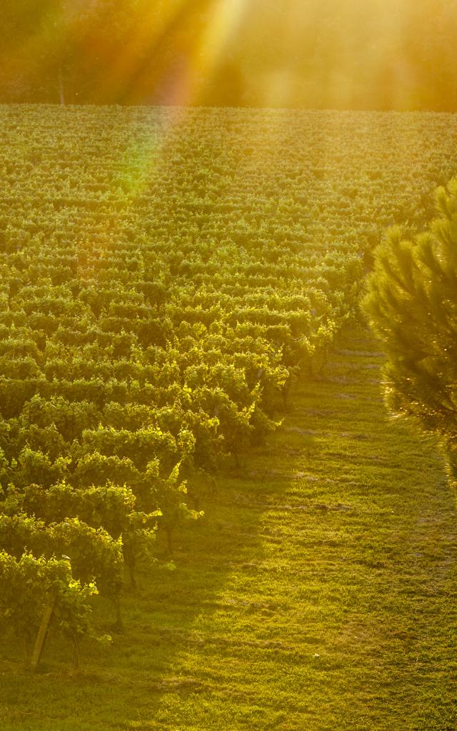 Vignoble De Fronton