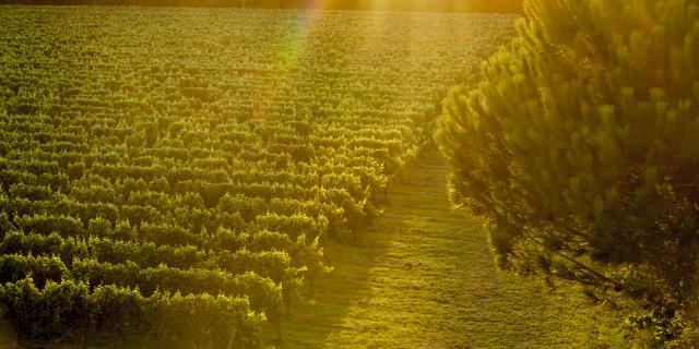 Vignoble De Fronton