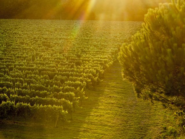 Vignoble De Fronton