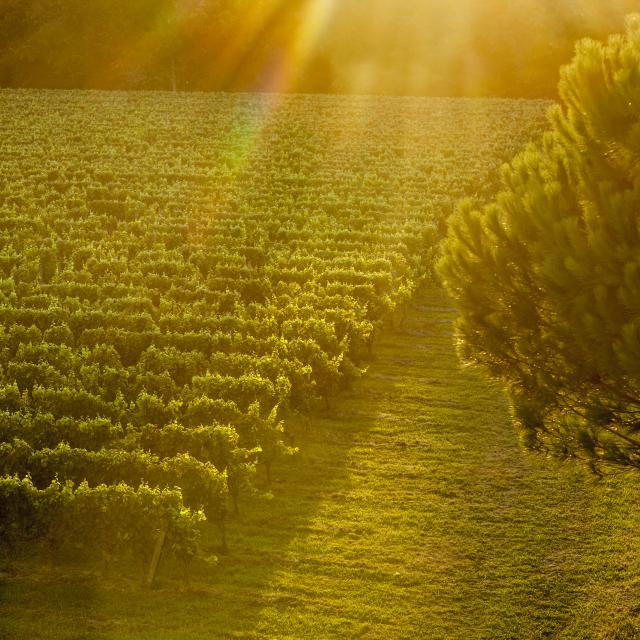 Vignoble De Fronton