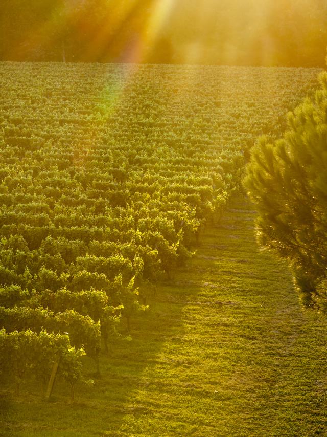 Vignoble De Fronton