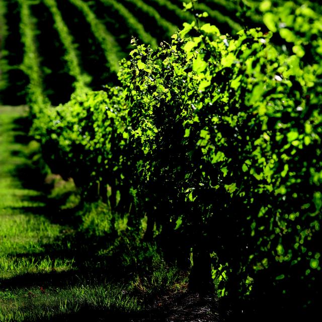 Vignes Fronton