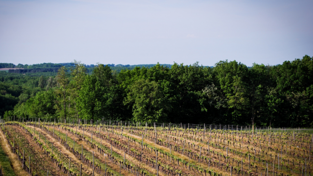 Vignes Vignobles Romain