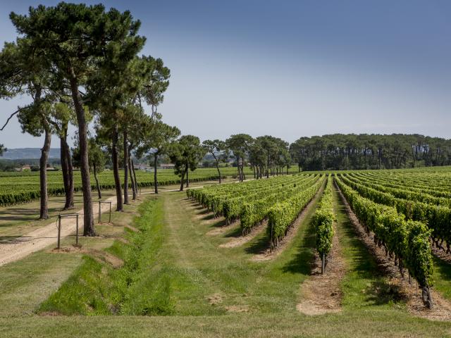 Vignoble Fronton Crédit Photo Pierre Soissons