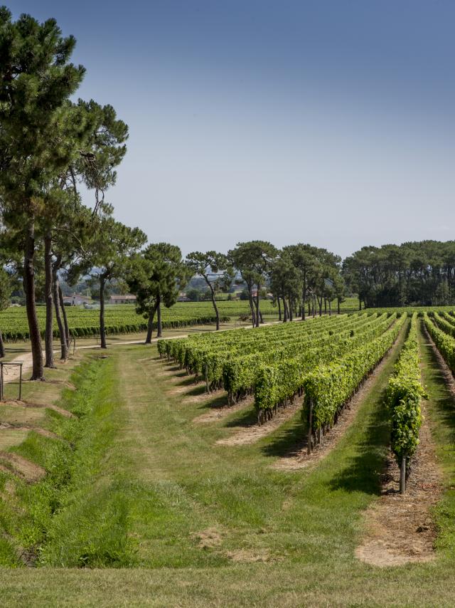 Vignoble Fronton Crédit Photo Pierre Soissons