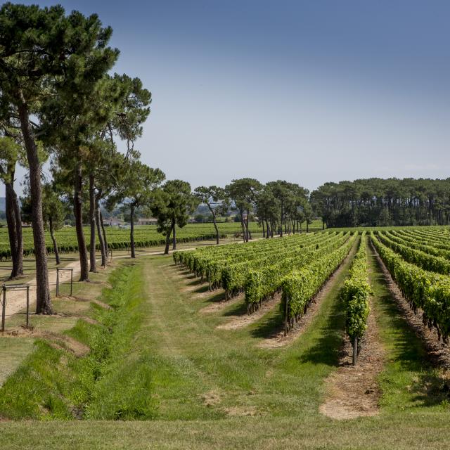 Vignoble Fronton Crédit Photo Pierre Soissons