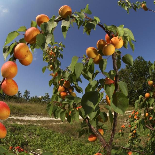 Abricots du Tarn-et-Garonne