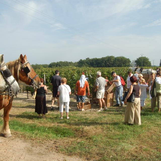 ©domaine De Montels Vendanges 6