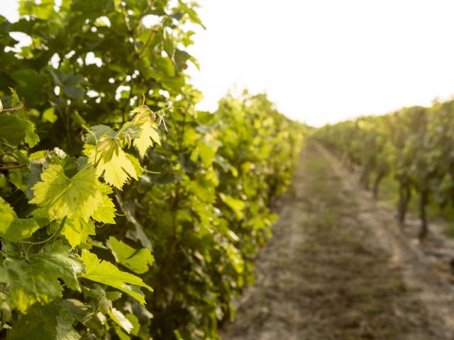 Vignes Vignbole De Fronton