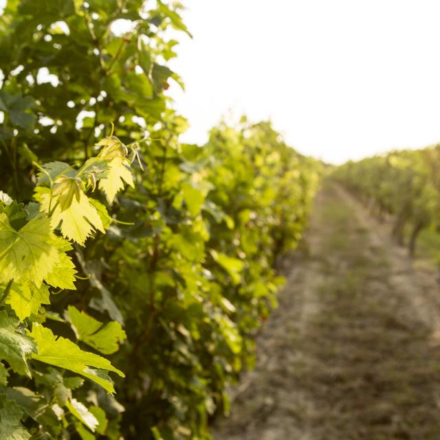 Vignes Vignbole De Fronton