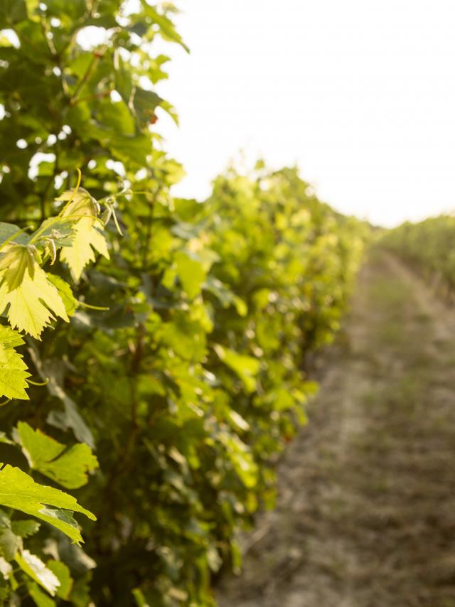 Vignes Vignbole De Fronton