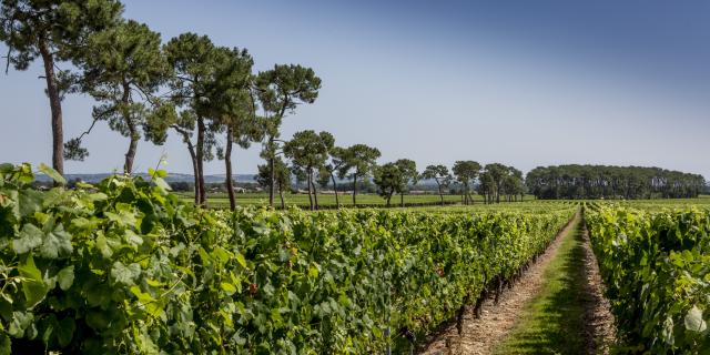 vignoble-de-fronton-campsas.jpg