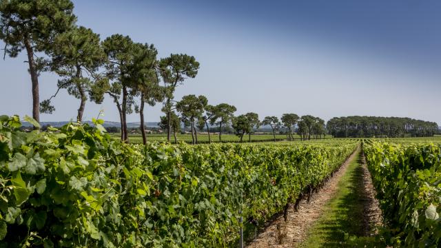 Vignoble De Fronton Campsas