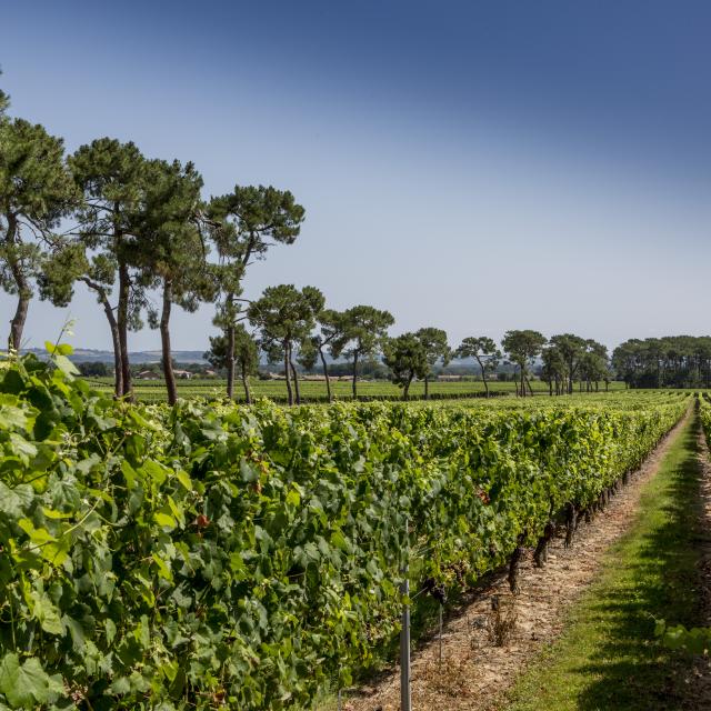 vignoble-de-fronton-campsas.jpg