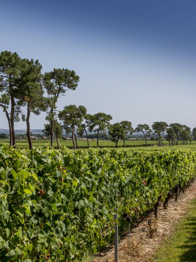 Vignoble De Fronton Campsas