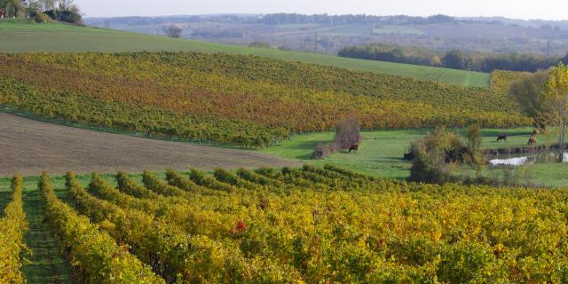 Coteaux Du Quercy