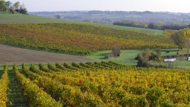 Coteaux Du Quercy