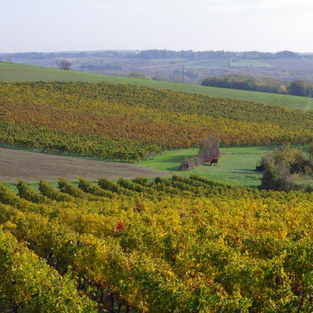 Coteaux Du Quercy