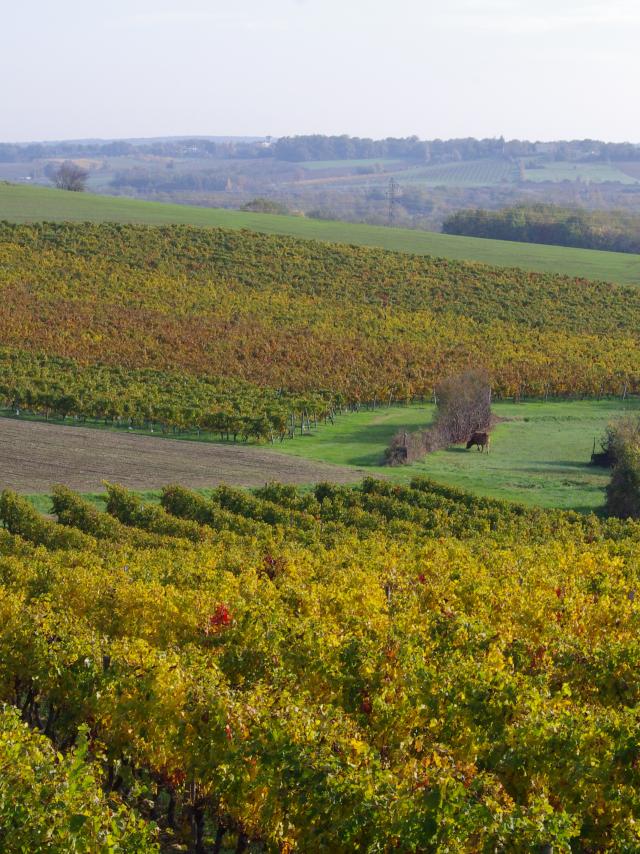 Coteaux Du Quercy