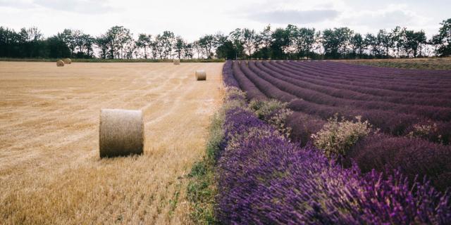 Tarn Et Garonne Lavandes Ble Clara Ferrand