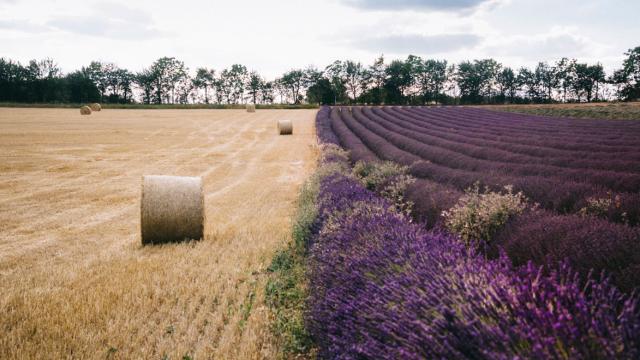 Tarn Et Garonne Lavandes Ble Clara Ferrand