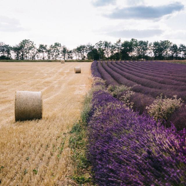 Tarn Et Garonne Lavandes Ble Clara Ferrand