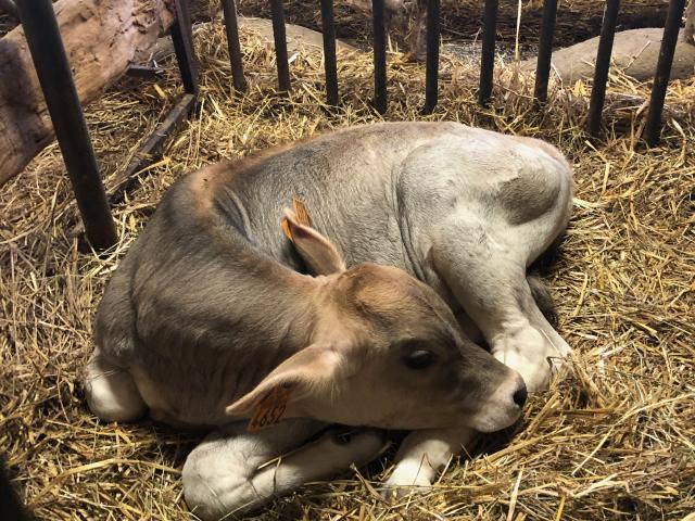 Veau Ferme De La Brune