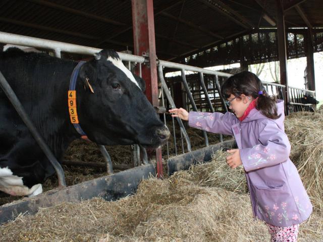 Enfant Et Vaches Ferme Du Ramier