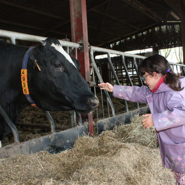 Enfant Et Vaches Ferme Du Ramier