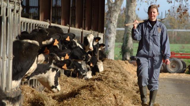 Ferme Du Ramier Vaches