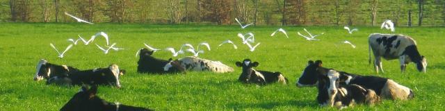 Vaches Ferme Du Ramier