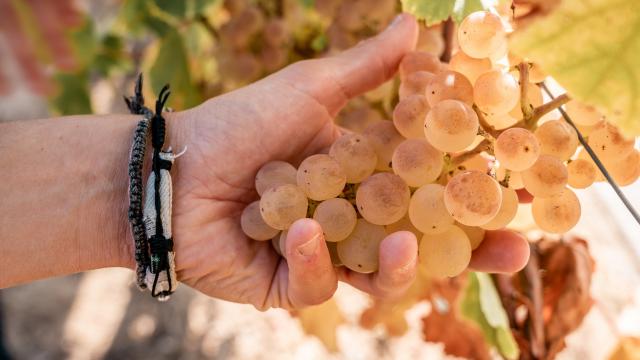 Chasselas de Moissac AOP