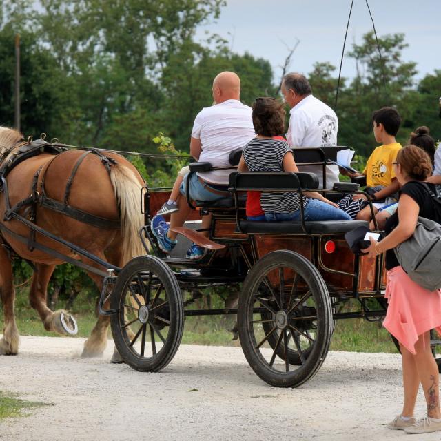 Balade en calèche à la fête des vendanges