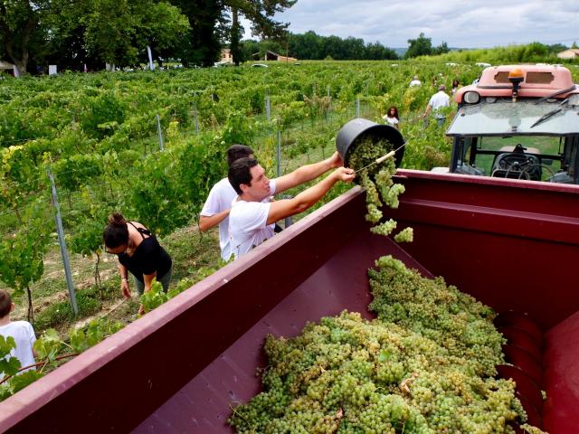 Fête des vendanges à Albias