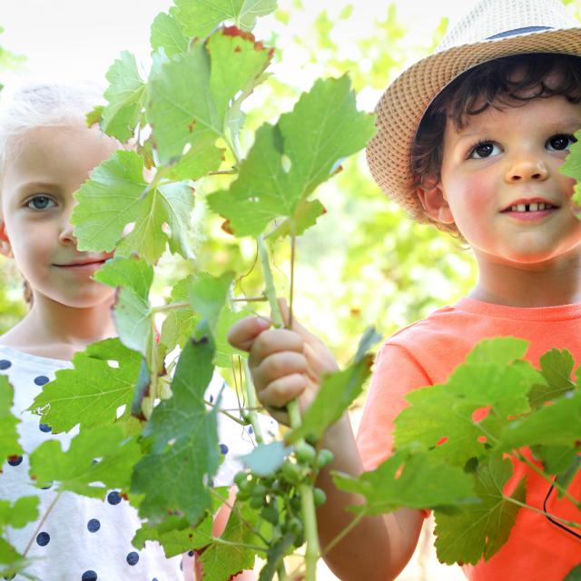 Activités famille au milieu des vignes