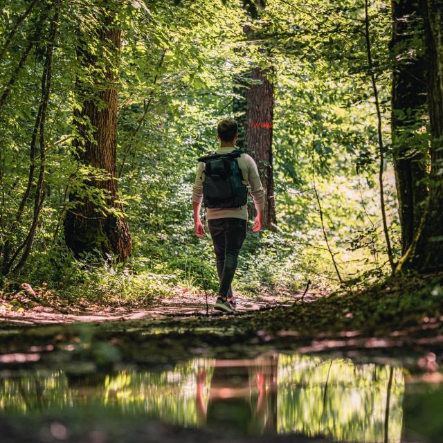 Randonnée Forêt Agre Tarn et garonne