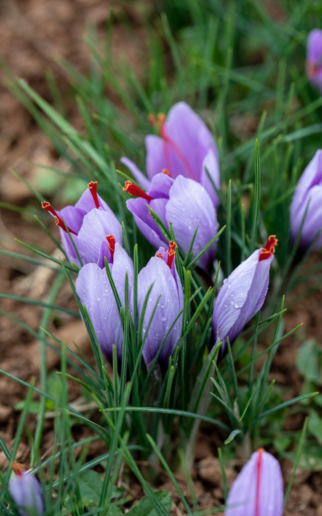 Fleurs De Safran Pierre Soissons