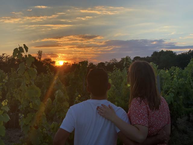 Amour Dans Les Vignes