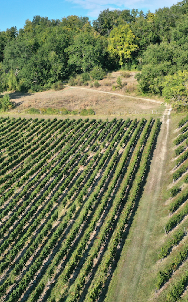 Vignes Du Domaine De Mazuc Jerome Morel